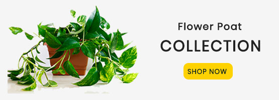 offer Banner