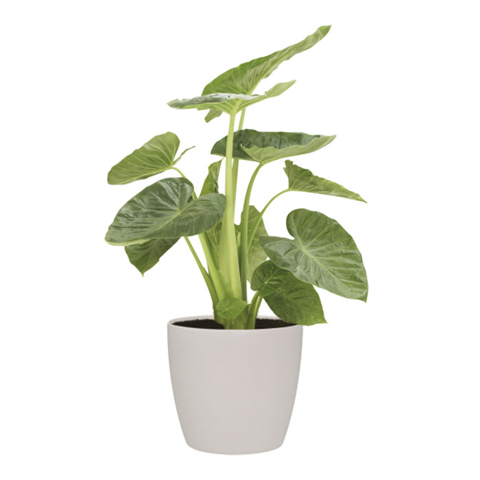 iPod Shuffle iPod Shuffle