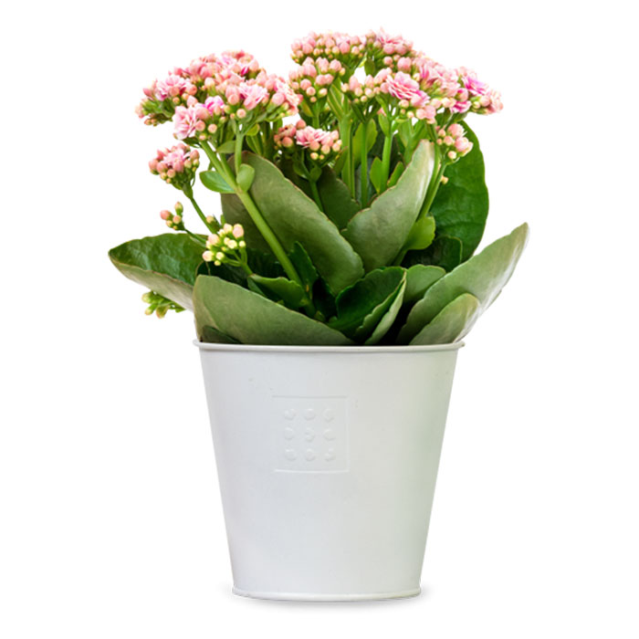 iPod Classic iPod Classic