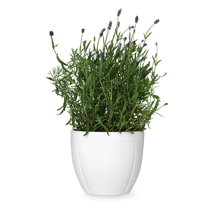 Samsung Galaxy Tab 10.1 Samsung Galaxy Tab 10.1