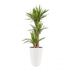 Palm Treo Pro
