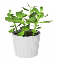 Product 8