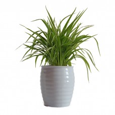 Palm Treo Pro