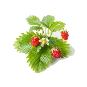 processing technology Fruit