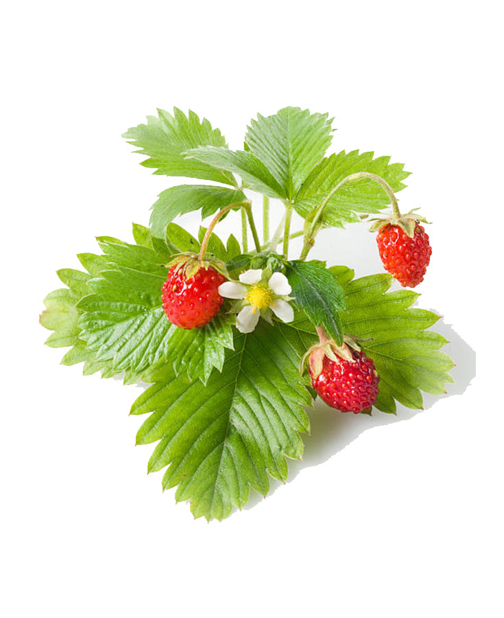 processing technology Fruit